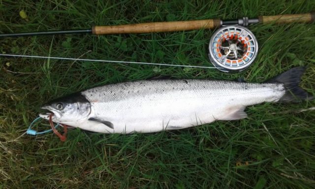 salmon