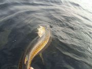 Not always easy on Corrib, but trout to 19lb 1oz caught and released trout
