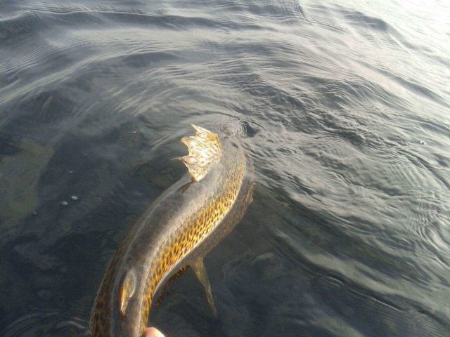 trout