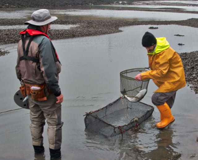bass tagging