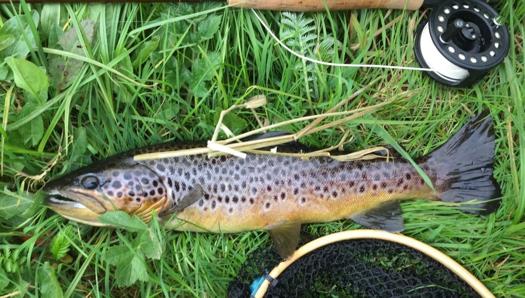 Trout trout