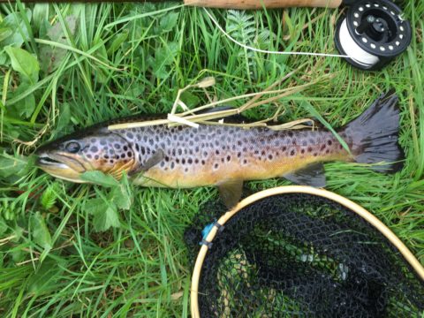 trout