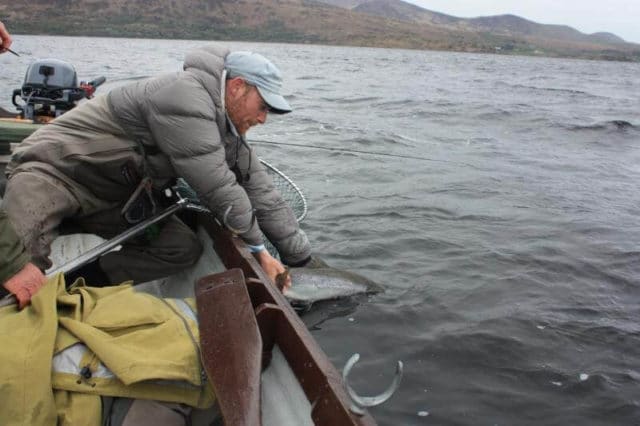Salmon being released by Mr. Matthew Solon with his Gillie Mr. Neil O’Shea of www.oshealoughcurrane.com