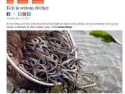 Eels in serious decline, Irish Examiner Eels in serious decline