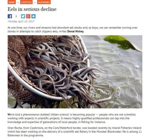 Eels in serious decline