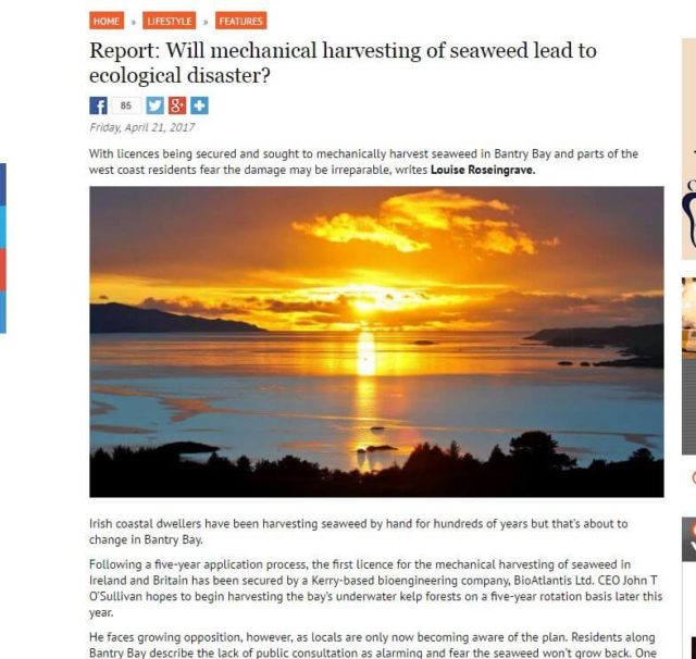 Report: Will mechanical harvesting of seaweed lead to ecological disaster?