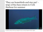 'They are homebirds and stay put' - 90pc of Sea bass return to Cork Harbour for summer