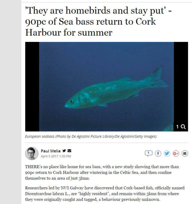 'They are homebirds and stay put' - 90pc of Sea bass return to Cork Harbour for summer