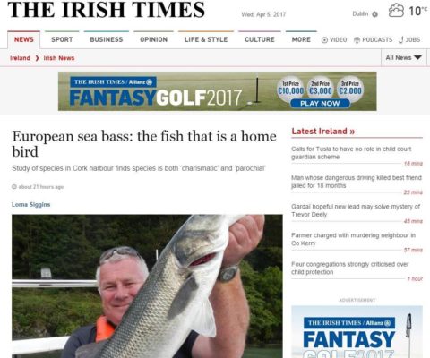 European sea bass: the fish that is a home bird