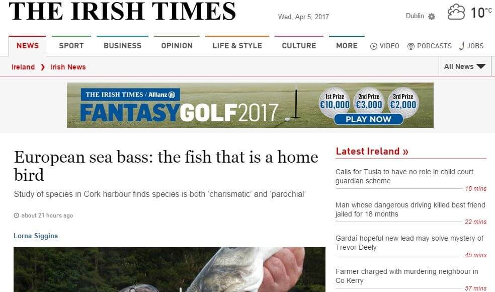 European sea bass: the fish that is a home bird
