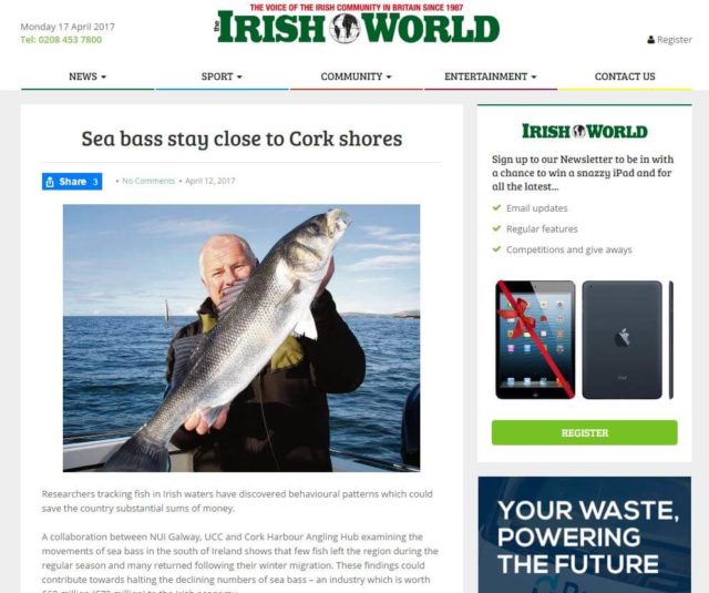 Sea bass stay close to Cork shores
