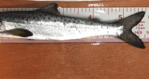 Salmon Smolt