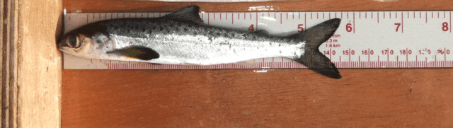 Salmon Smolt