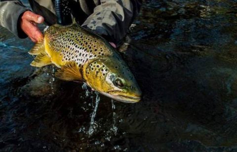 The magical and mystery of a Lough Sheelin trout (Gina Tanczos)
