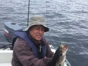 Good pollack on fly from West Cork venue Pollack on fly
