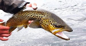 The beauty of a Lough Sheelin trout