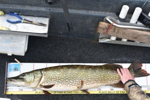 One of the many 100cm plus pike caught at the Lough Ree pike festival