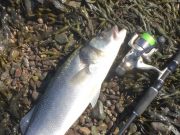 Cork Harbour bass starting to bite Bass