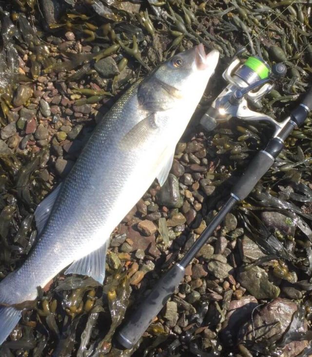 Bass