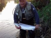 Smashing springers from the Carrick waters on the Suir salmon