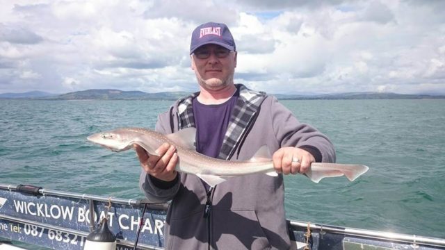 Smoothhound