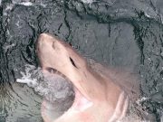 Incredible fishing off Clare coast, reef, wreck, monster sharks Sixgill shark