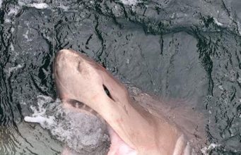 Sixgill shark