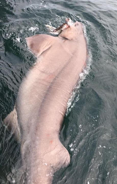 sixgill