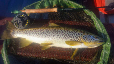 A beautiful specimen of a trout, caught by Clare angler Dave Egan