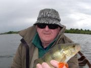 Owel perch in the shallows perch