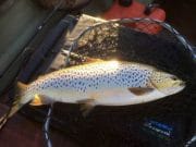 Irish Angling Update – 26 May 2017 The evening light shines over Gavin Rogan’s spent gnat fish of 5lbs