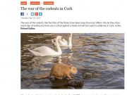 The war of the rodents in Cork, Irish Examiner The war of the rodents in Cork