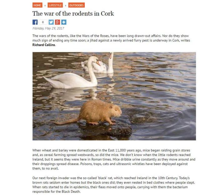 The war of the rodents in Cork