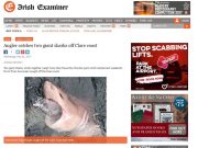 Angler catches two giant sharks off Clare coast, Irish Examiner Angler catches two giant sharks off Clare coast