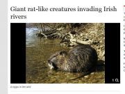 Giant rat-like creatures invading Irish rivers, Irish Independent Giant rat-like creatures invading Irish rivers