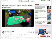 Elusive giant 19ft squid caught off the Irish coast, Irish Indepenedent Elusive giant 19ft squid caught off the Irish coast