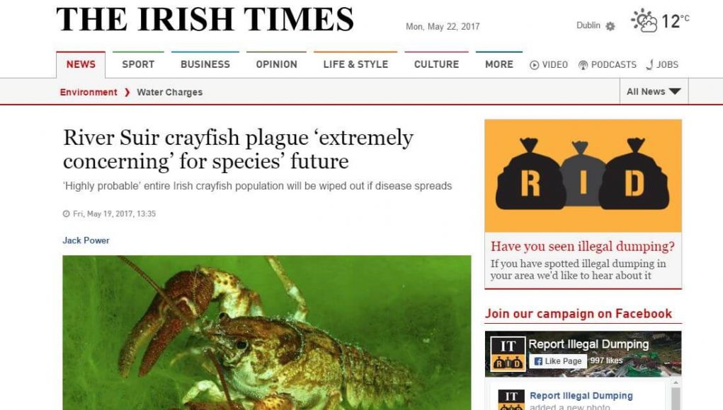 River Suir crayfish plague ‘extremely concerning’ for species’ future