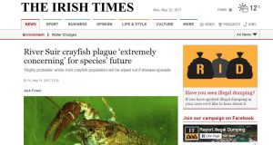 River Suir crayfish plague ‘extremely concerning’ for species’ future