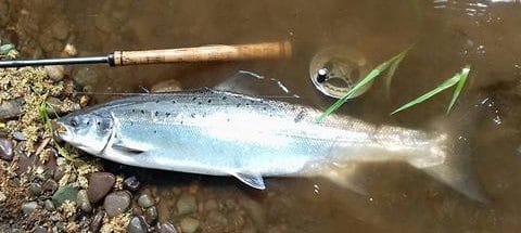 salmon