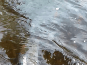 Springers and grilse running Laune, getting caught Catch Photo Release