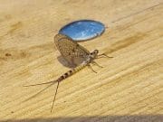 Mask fishing well, mayfly in full swing, worth a visit Mayfly