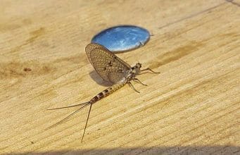 Mayfly