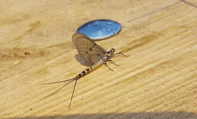 Mayfly