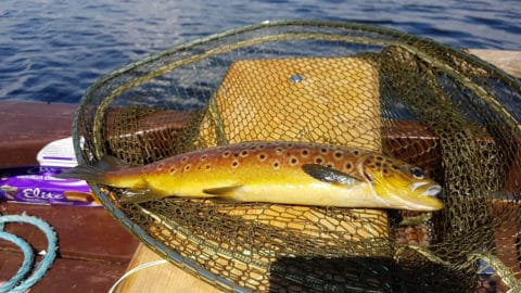 A nicely marked trout from Lough Mask (Photo HF McCloy)