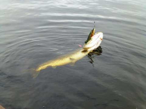 Hans landing a nice Pike