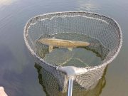 Tullamore and District Junior Angling Report Catch and Release