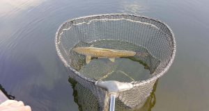Catch and Release