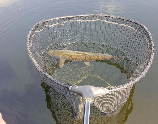 Catch and Release