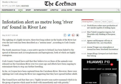 Infestation alert as metre long 'river rat' found in River Lee