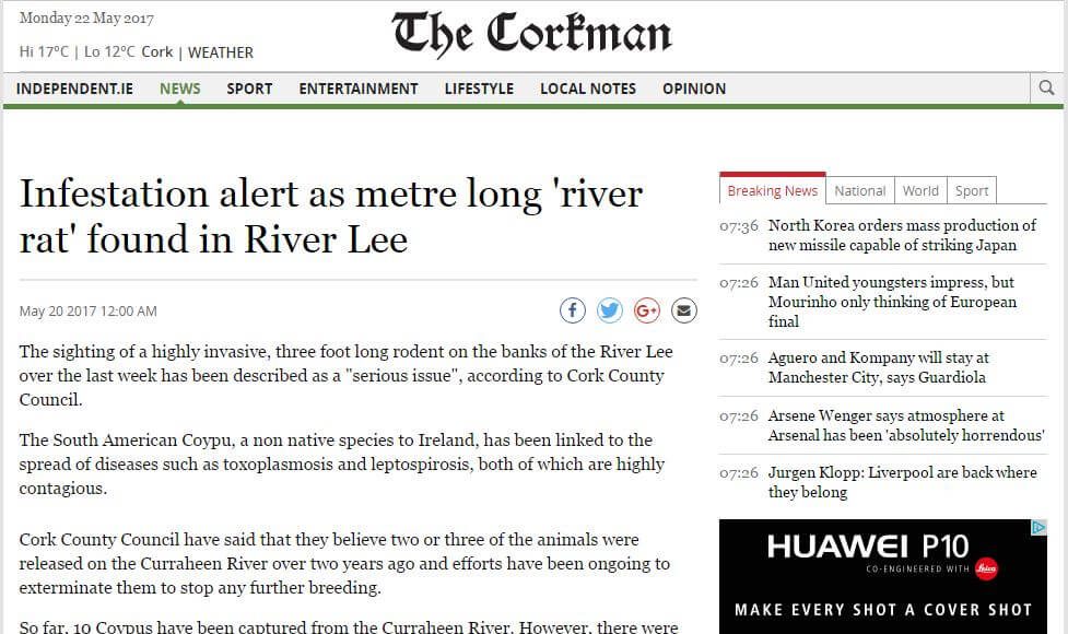 Infestation alert as metre long 'river rat' found in River Lee
